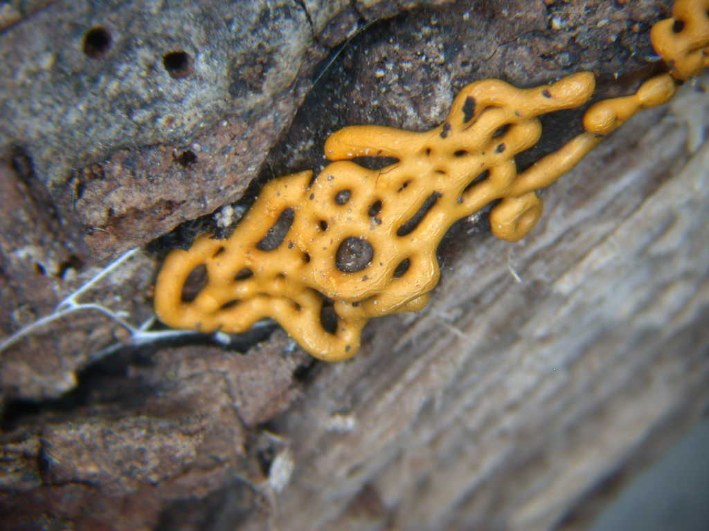 Hemitrichia serpula - Poco comune...